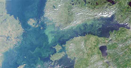 The Baltic Sea (Gulf of Finland and parts of the Archipelago Sea) have seen exceptionally broad blooming of blue-green algae. Situation on 16 July 2018